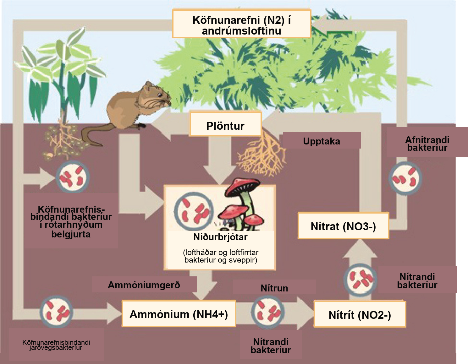 Skýringarmynd af niturhringrásinni sýnir niturbindingu, ammoníumyndun, nítrun og afnítrun milli andrúmslofts, jarðvegs, plantna, dýra og örvera.