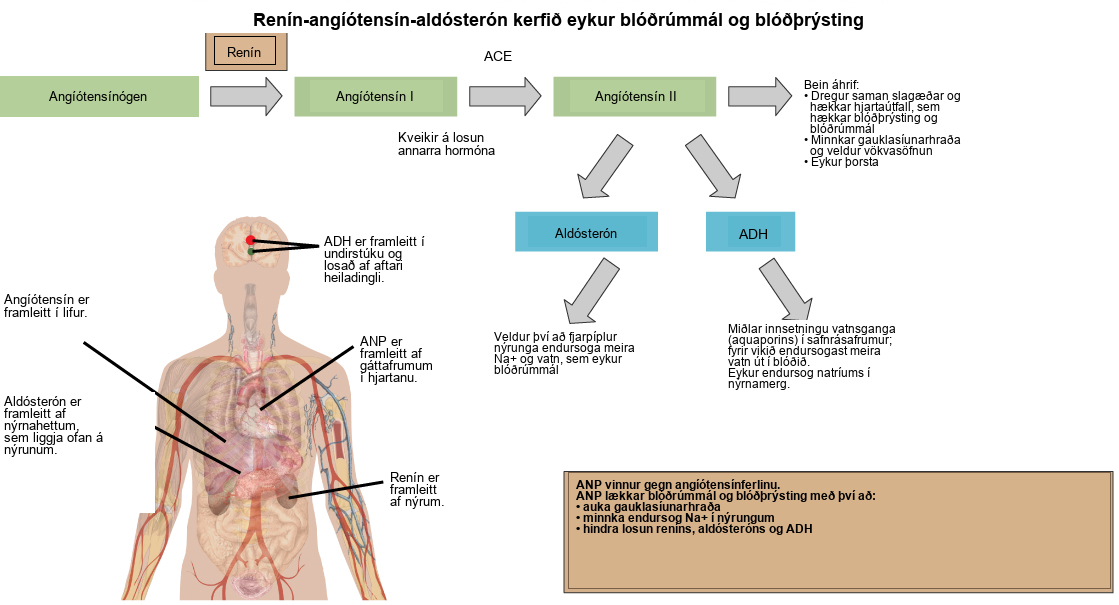 The renin-angiotensin-aldosterone pathway involves four hormones: renin, which is made in the kidney, angiotensin, which is made in the liver, aldosterone, which is made in the adrenal glands, and A D H, which is made in the hypothalamus and secreted by the posterior pituitary. The adrenal glands are located on top of the kidneys, and the hypothalamus and pituitary are in the brain. The pathway begins when renin converts angiotensinogen into angiotensin I. An enzyme called A C E then converts angiotensin I into angiotensin I I. Angiotensin I I has several direct effects. These include arterial constriction, which increases blood pressure, decreasing the glomerular filtration rate, which results in water retention, and increasing thirst. Angiotensin I I also triggers the release of two other hormones, aldosterone and A D H. Aldosterone causes nephron distal tubules to reabsorb more sodium and water, which increases blood volume. A D H mediates the insertion of aquaporins into the nephridial collecting ducts. As a result, more water is reabsorbed by the blood. A D H also causes arteries to constrict. The hormone A N P is antagonistic to the angiotensin pathway. A N P decreases blood pressure and volume by increasing the glomerulus filtration rate, decreasing reabsorption of sodium ions by the nephron, and by inhibiting the release of renin from the kidney and aldosterone from the adrenal gland.