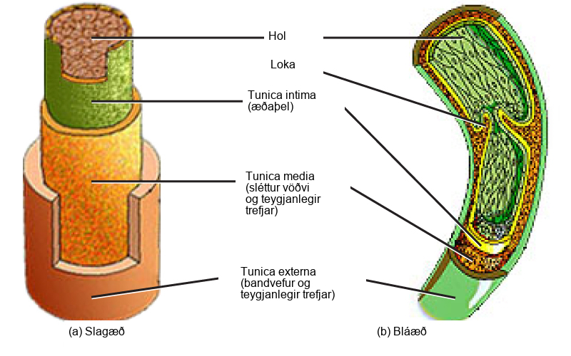 Illustrations A and B show that arteries and veins consist of three layers, an inner endothelium called the tunica intima, a middle layer of smooth muscle and elastic fibers called the tunica media, and an outer layer of connective tissues and elastic fibers called the tunica externa. The outer two layers are thinner in the vein than in the artery. The central cavity is called the lumen. Veins have valves that extend into the lumen.