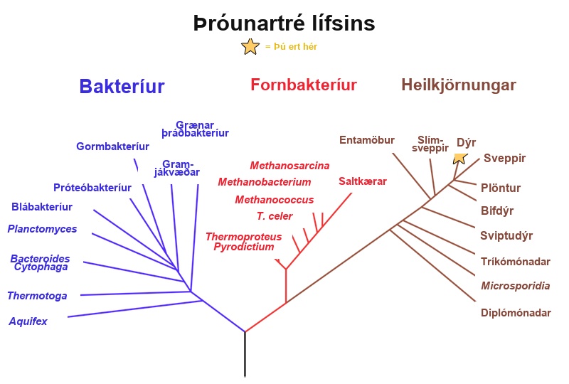 This phylogenetic tree shows that the three domains of life, bacteria, archaea and eukarya, all arose from a common ancestor.