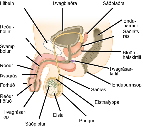 Illustration shows a cross section of the penis and testes. The penis widens at the end, into the glans, which is surrounded by the foreskin. The urethra opens at the middle of the glans after running through the middle of the penis to the bladder. The tissue surrounding the urethra is the Corpus spongiosum, and above the Corpus spongiosum is the Corpus cavernosum. The testes, located immediately behind the penis, are covered by the scrotum. Seminiferous tubules are located in the testes. The epididymis partly surrounds the sac containing the seminiferous tubules. The Vas deferens is a tube connecting the seminiferous tubules to the ejaculatory duct, which begins in the prostate gland. The prostate gland is located behind and below the bladder. The seminal vesicle, located above the prostate, also connects to the ejaculatory duct. The bulbourethral gland connects to the urethra where the urethra enters the penis.