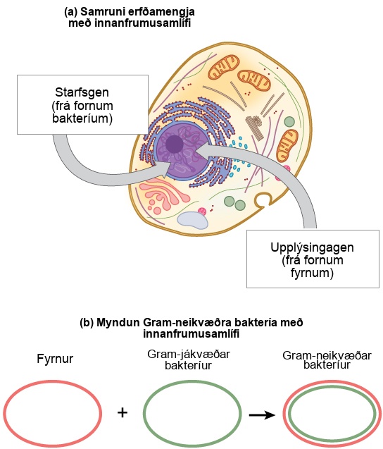 Part A shows a eukaryotic cell. The illustration indicates that, within the nucleus, operational genes were inherited from an ancestral bacteria, and informational genes were inherited from an ancestral Archaebacteria. Part B indicates that the outer membrane of Gram negative bacteria is derived from Archaea, and the inner membrane is derived from Gram positive bacteria.
