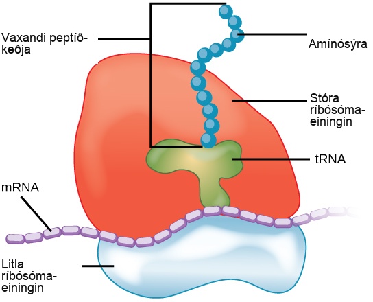 The ribosome consists of a small subunit and a large subunit, which is about three times as big as the small one. The large subunit sits on top of the small one. A chain of m R N A threads between the large and small subunits. A protein chain extends from the top of the large subunit.