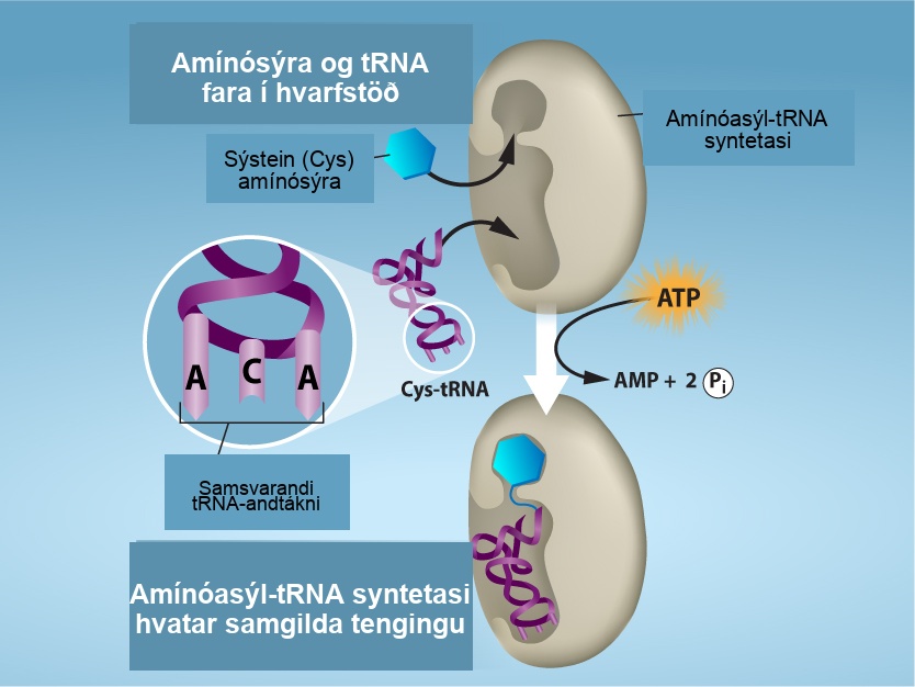Amino acid and t R N A enter the active site. In this case, the amino acid cysteine (abbreviated Cys) and Cys t R N A bind to the active site of aminoacyl t R N A synthetase. A T P is consumed, producing A M P and 2 inorganic phosphates. As a result, aminoacyl t R N A synthetase catalyzes covalent bonding of cysteine to Cys t R N A.