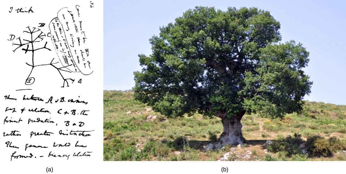 Image a shows Charles Darwin's sketch of lines branching, like those on a tree. Photo b shows a photo of an oak tree with many branches.