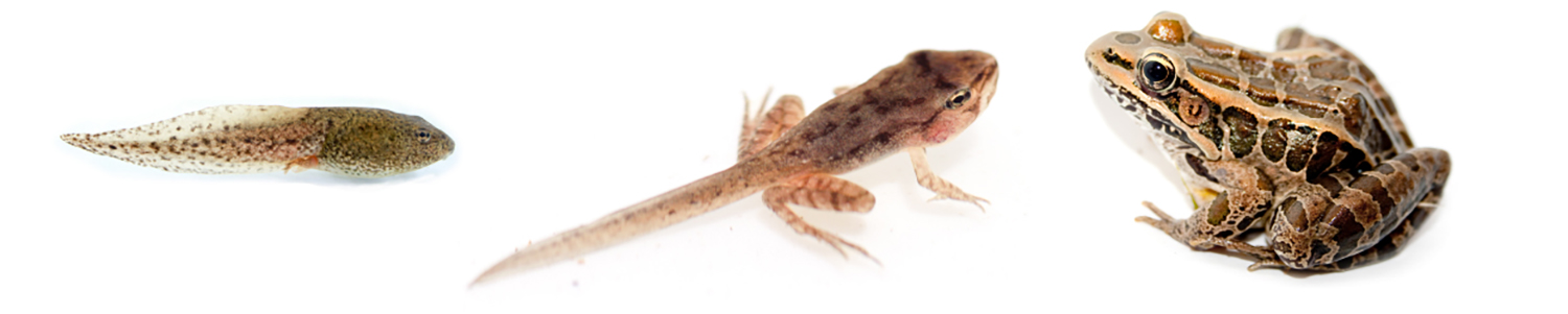 Photo A shows a tadpole. Photo b shows a frog that has developed legs but still has the tail of a tadpole. Photo C shows a fully grown frog.