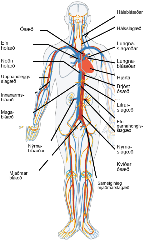 Illustration shows the major human blood vessels. From the heart, blood is pumped into the aorta and distributed to systemic arteries. The carotid arteries bring blood to the head. The brachial arteries bring blood to the arms. The thoracic aorta brings blood down the trunk of the body along the spine. The hepatic, gastric and renal arteries, which branch from the thoracic aorta, bring blood to the liver, stomach and kidneys, respectively. The iliac artery brings blood to the legs. Blood is returned to the heart through two major veins, the superior vena cava at the top, and the inferior vena cava at the bottom. The jugular veins return blood from the head. The basilic veins return blood from the arms. The hepatic, gastric and renal veins return blood from the liver, stomach and kidneys, respectively. The iliac vein returns blood from the legs.