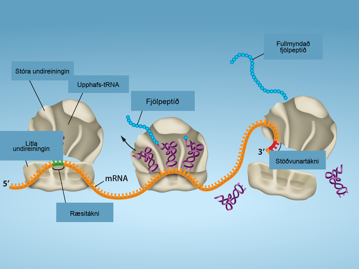 Illustration shows the steps of protein synthesis. First, the initiator tRNA recognizes the sequence AUG on an mRNA that is associated with the small ribosomal subunit. The large subunit then joins the complex. Next, a second tRNA is recruited at the A site. A peptide bond is formed between the first amino acid, which is at the P site, and the second amino acid, which is at the A site. The mRNA then shifts and the first tRNA is moved to the E site, where it dissociates from the ribosome. Another tRNA binds at the A site, and the process is repeated. Finally, entry of a release factor into the A site terminates translation and the components dissociate at the stop codon.