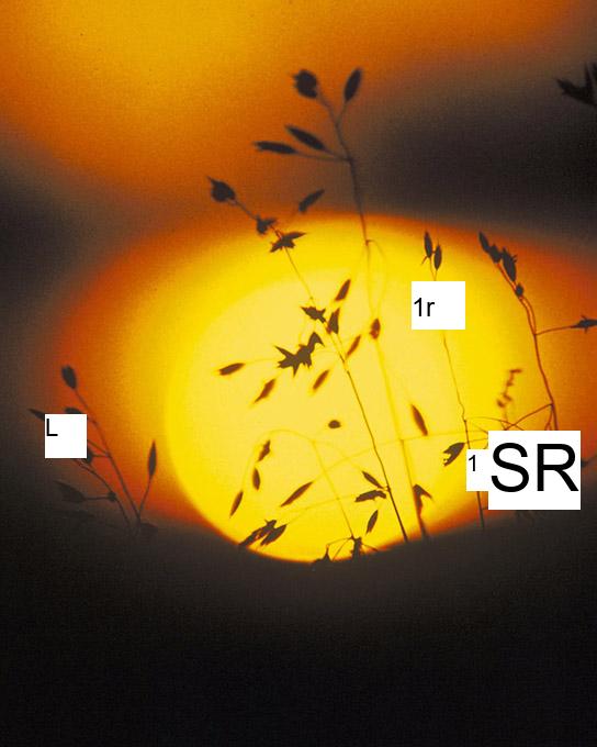 A photo shows the silhouette of a grassy plant against the sun at sunset.