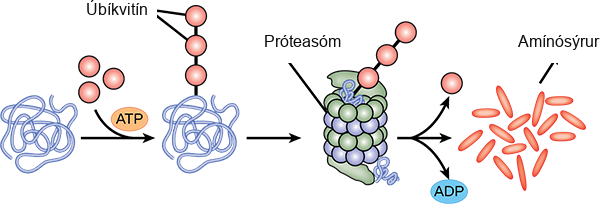 Multiple ubiquitin groups combine to bind to a protein. The tagged protein is then fed into the hollow tube of a proteasome. The proteasome degrades the protein. This produces ADP and amino acids, and the ubiquitin is also released.