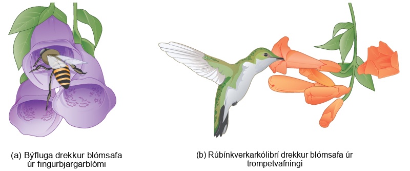Illustration a shows a bee collecting pollen from a bright purple foxglove flower. The bee's body fits inside the bell like flower. Illustration B shows a hummingbird drinking nectar from a long tube like trumpet creeper flower.