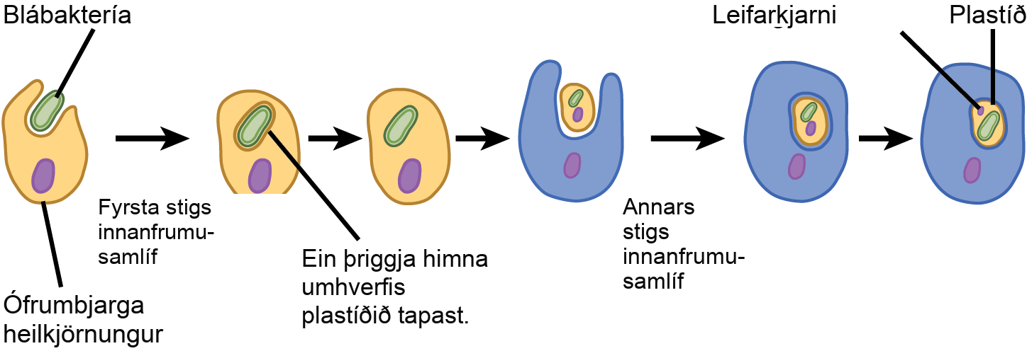 According to the secondary endosymbiosis theory, plastids in modern chlorarachniophytes arose via two endosymbiotic events. In the first event, a cyanobacterium was engulfed by a heterotrophic eukaryote. Cyanobacteria have two membranes and the endosymbiosis event gave rise to a third membrane. One of these membranes was lost. Then, in a second endosymbiotic event, the cell was engulfed by another cell. The first cell became a plastid, an organelle with a vestigial nucleus and an organelle membrane inside it; thus, the plastid has the appearance of a cell within a cell.