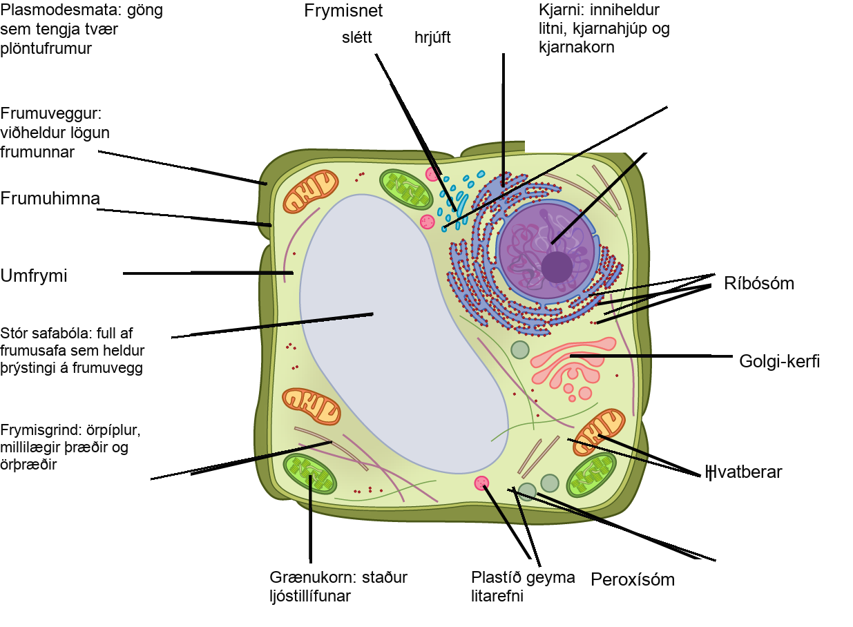 Part b: This illustration depicts a typical eukaryotic plant cell. The nucleus of a plant cell contains chromatin and a nucleolus, the same as an animal cell. Other structures that the plant cell has in common with the animal cell include rough and smooth endoplasmic reticulum, the Golgi apparatus, mitochondria, peroxisomes, and ribosomes. The fluid inside the plant cell is called the cytoplasm, just as it is in an animal cell. The plant cell has three of the four cytoskeletal components found in animal cells: microtubules, intermediate filaments, and microfilaments. Plant cells do not have centrosomes. Plant cells have four structures not found in animals cells: chloroplasts, plastids, a central vacuole, and a cell wall. Chloroplasts are responsible for photosynthesis; they have an outer membrane, an inner membrane, and stack of membranes inside the inner membrane. The central vacuole is a very large, fluid-filled structure that maintains pressure against the cell wall. Plastids store pigments. The cell wall is outside the cell membrane.