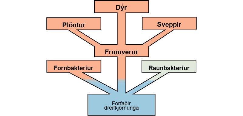 At the base of the evolutionary tree is the prokaryotic ancestor. This ancestor gave rise to archaebacteria, eubacteria, and Protista, which in turn gave rise to plants, fungi, and animals.