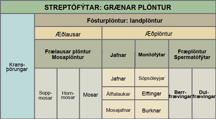 Table shows the division of Streptophytes: the green plants. This group includes Charophytes and Embryophytes. Embryophytes are land plants, which are subdivided into vascular and nonvascular plants. Nonvascular plants are all seedless, and are in the Bryophyte group, which is subdivided into liverworts, hornworts, and mosses. Vascular plants are divided into seedless and seed plants. Seedless plants are subdivided into Lycophytes, which include club mosses, quillworts, and spike mosses, and monilophytes, which include whisk ferns, horsetails, and ferns. Seed plants are in the Spermatophyte group and consist of gymnosperms and angiosperms.