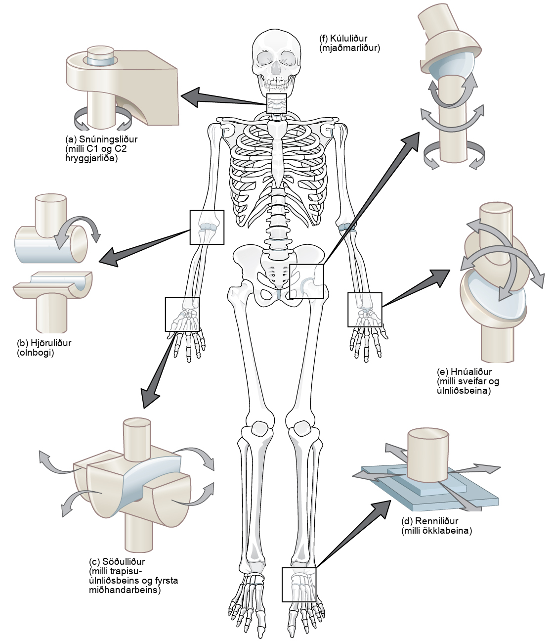 Illustration shows joints of the body. The neck is a pivot joint that allows rotation. The hip is a ball-and-socket joint that allows a swiveling movement. The elbow is a hinge joint that allows movement in one direction. The wrist has a saddle joint to allow back-and forth-movement, and a condyloid joint to allow up-and-down movement. The tarsals of the foot have a plane joint that allows back-and-forth movement.