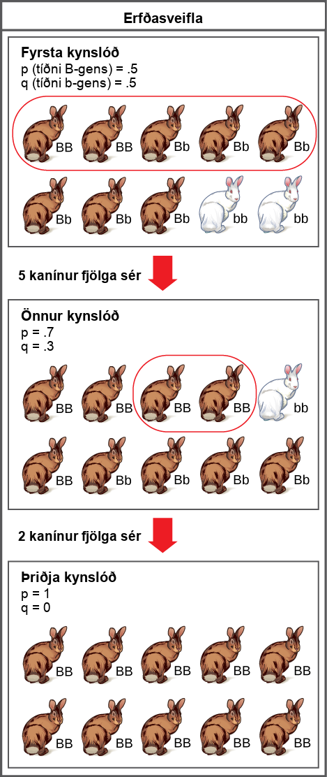 A population has 10 rabbits. 2 of these rabbits are homozygous dominant for the B allele and have brown coat color. 6 are heterozygous and also have brown coat color. Two are homozygous recessive and have white coat color. The frequency of the capital B allele, p, is .5 and the frequency of the small b allele, q, is also .5. Only 5 of the rabbits, including 2 homozygous dominant and 3 heterozygous individuals, produce offspring. 5 of the resulting offspring are homozygous dominant, 4 are heterozygous, and 1 is homozygous recessive. The frequency of alleles in the second generation is p=.7 and q=.3. Only 2 rabbits in the second generation produce offspring, and both of these are homozygous dominant. As a result, the recessive small b allele is lost in the third generation, and all of the rabbits are heterozygous dominant with brown coat color.