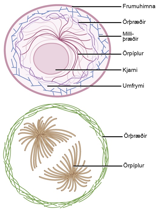 Microfilaments line the inside of the plasma membrane, whereas microtubules radiate out from the center of the cell. Intermediate filaments form a network throughout the cell that holds organelles in place.