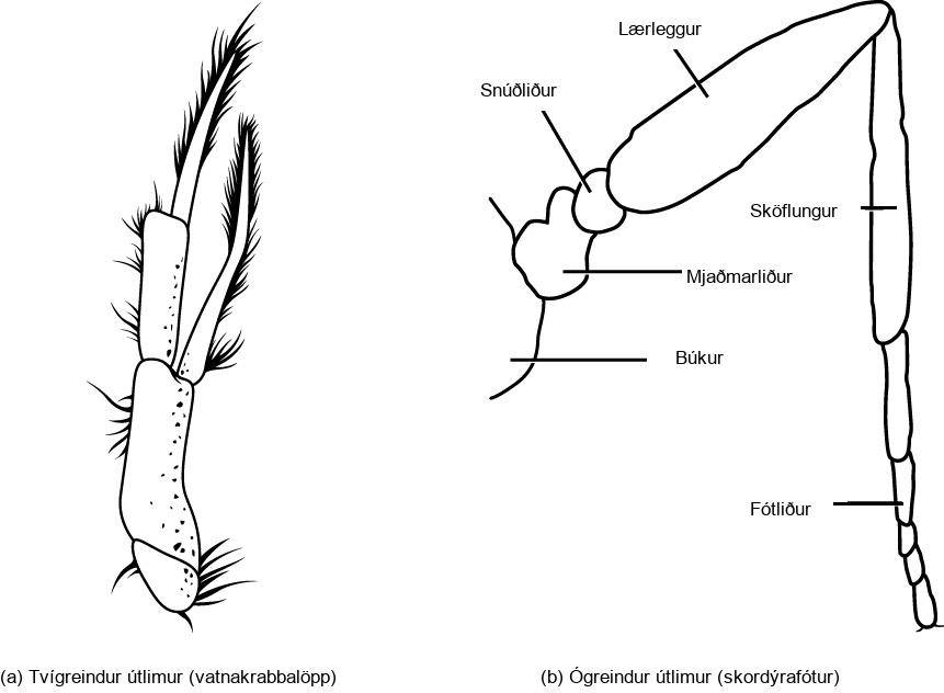 Illustration A shows the biramous, or two-branched leg of a crayfish. Illustration B shows the uniramous, or one-branched leg of an insect. From proximal to distal, the coxa is the portion of the leg that attaches to the body. The trochanter is small and round and attaches to the coxa. The femur is the largest part of the leg, and is long and somewhat oval. The tibia resembles the femur in shape, but is much thinner. The end of the leg are the tarsus sections.