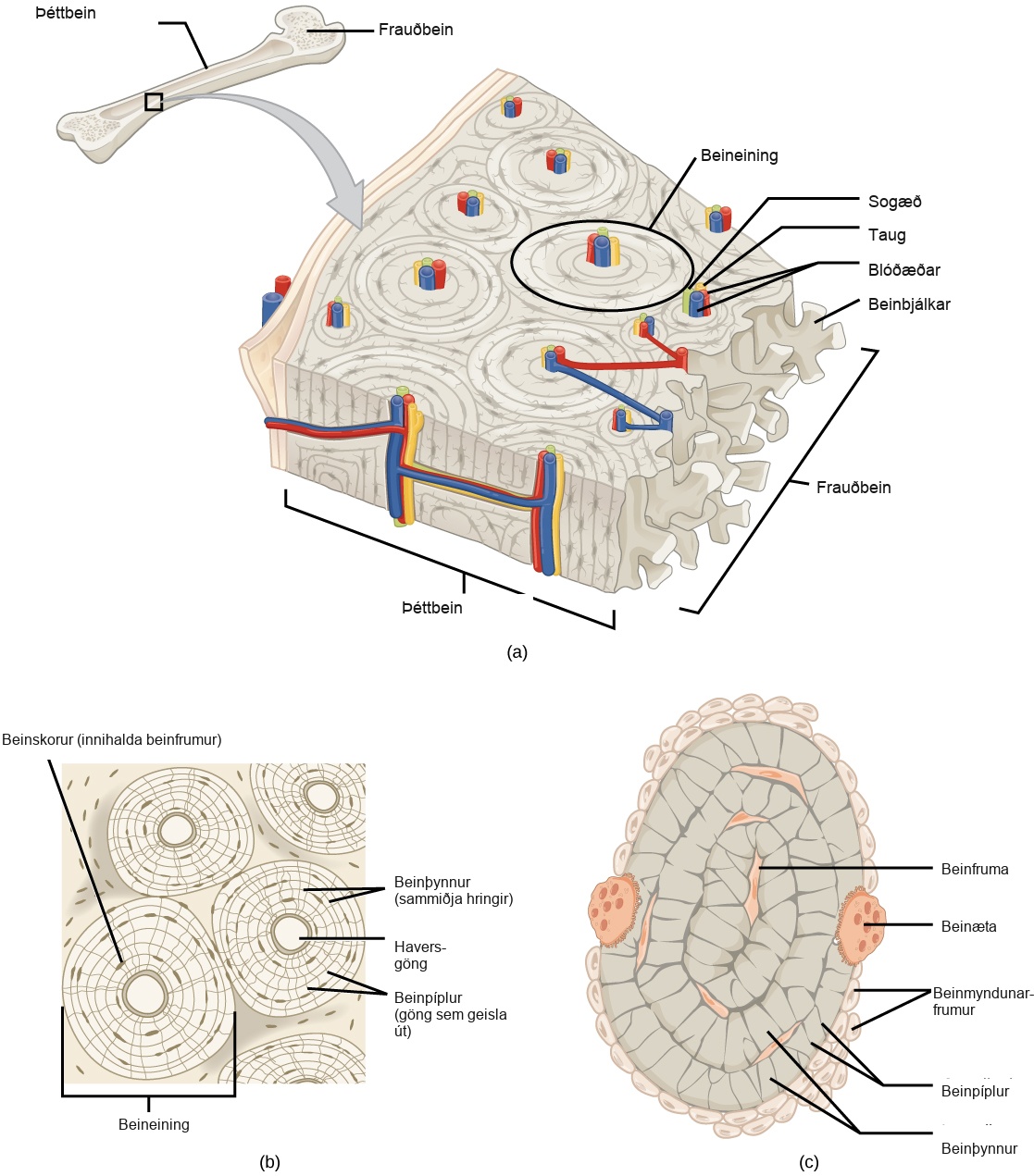 Illustration A shows a cross section of a long bone with wide protrusions at either end. The outer part is compact bone. Inside the compact bone is porous spongy bone made of web-like trabreculae. The spongy bone fills the wide part at either end of the bone. In the middle, a hollow exists inside the spongy bone. Illustration B shows several circular osteons clustered together in compact bone. At the hub of each osteon is an opening called the Haversian canal filled with blood and lymph vessels and nerves. The lamellae surrounding the Haversian canal resemble concentric circles. Lacunae are wide spaces that contain osteocytes, in the rings between the lamellae. Microchannels called canaliculi radiate through the rings out from the central Haversian canal, connecting the lacunae together. Illustration C shows small osteoblasts surrounding the outside of bone. Larger osteoclasts are also on the outer surface, forming a hollow in the bone. Osteocytes are long, thin cells in the lacunae.