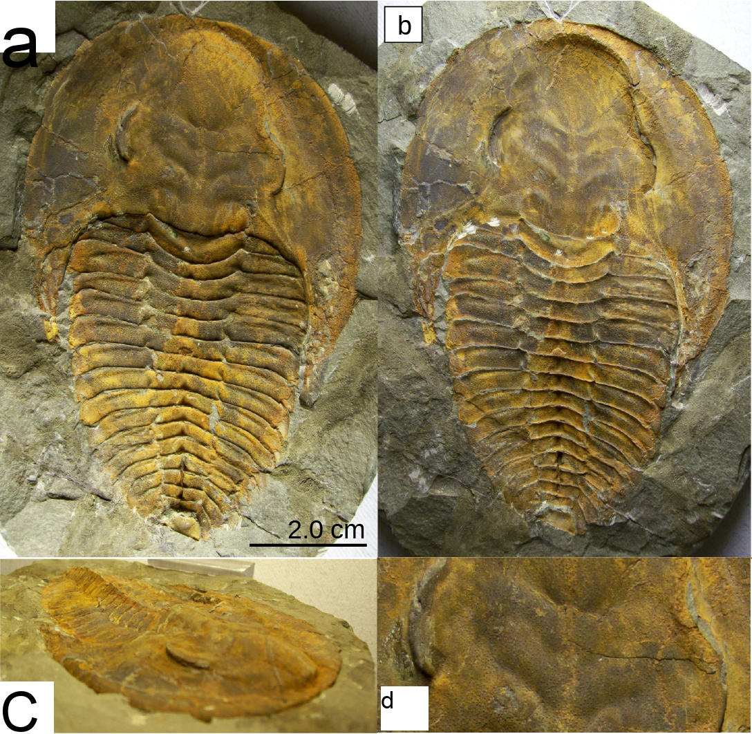 Photos a, b, c, d show four trilobite fossils. All are teardrop shaped, with a smooth wide end. About one-third of the way down, the body is segmented into horizontal ridges.