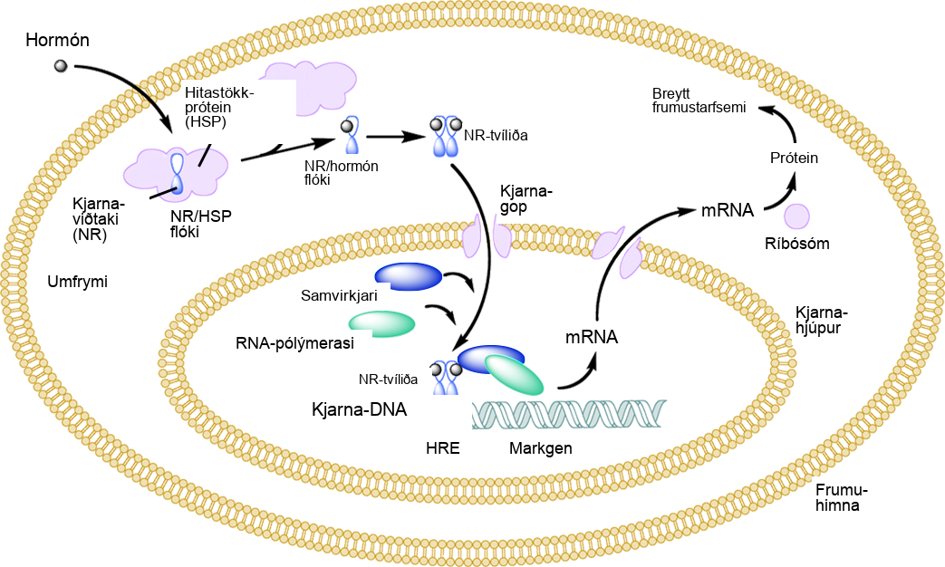 Illustration shows a hormone crossing the cellular membrane and attaching to the N R slash H S P complex. The complex dissociates, releasing the heat shock protein and a N R slash hormone complex. The complex dimerizes, enters the nucleus, and attaches to an H R E element on D N A, triggering transcription of certain genes.