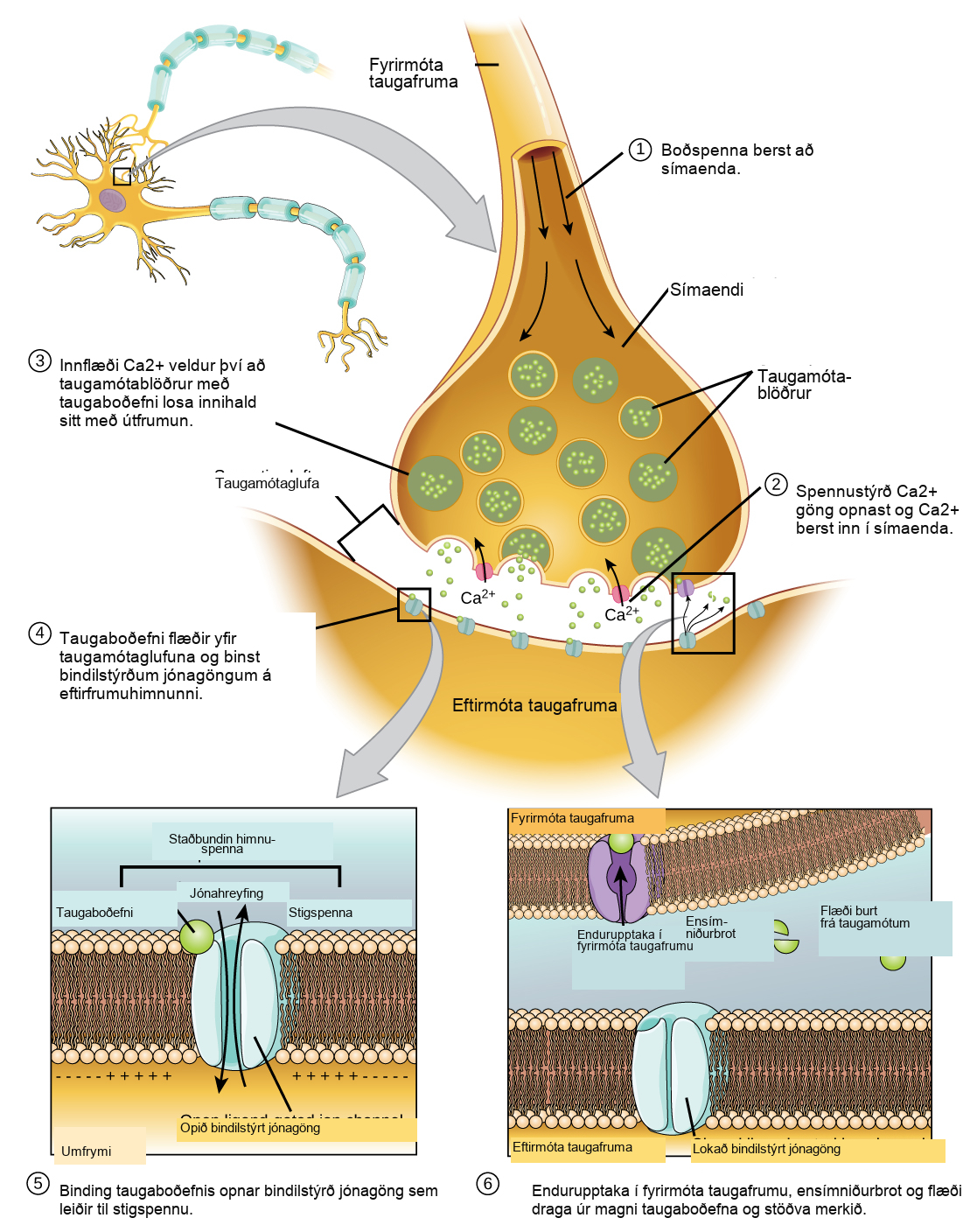 Illustration shows a narrow axon of a presynaptic cell widening into a bulb-like axon terminal. A narrow synaptic cleft separates the axon terminal of the presynaptic cell from the postsynaptic cell. In step 1, an action potential arrives at the axon terminal. In step 2, the action potential causes voltage-gated calcium channels in the axon terminal to open, allowing calcium to enter. In step 3, calcium influx causes neurotransmitter-containing synaptic vesicles to fuse with the plasma membrane. Contents of the vesicles are released into the synaptic cleft by exocytosis. In step 4, neurotransmitter diffuses across the synaptic cleft and binds ligand-gated ion channels on the postsynaptic membrane, causing the channels to open. In step 5, the open channels cause ion movement into or out of the cell, resulting in a localized change in membrane potential. In step 6, reuptake by the presynaptic neuron, enzymatic degradation and diffusion reduce neurotransmitter levels, terminating the signal.