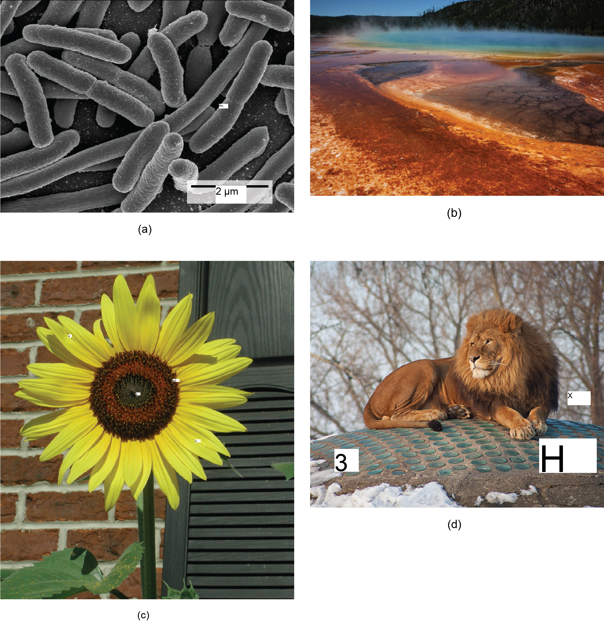 There are four photos shown. Photo A is a micrograph, showing tubelike bacteria. Photo B shows a steaming body of water, refered to as a hot vent. Some of the water is a typical blue, while the outer edges are rust colored. Photo C shows a tall sunflower, with a thick stem and bright yellow petals. Photo D shows a muscular lion that has a thick mane of hair around its neck and head.
