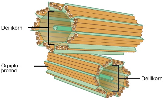The image depicts two tube-like structures, one on top of the other, at right angles. Each of the tubes is labeled as the centriole. Each tube is composed of smaller tubes grouped in threes; these are labeled 'microtubule triplet.' Each centriole tube is composed of nine triplets arranged to form the wall of the tube.