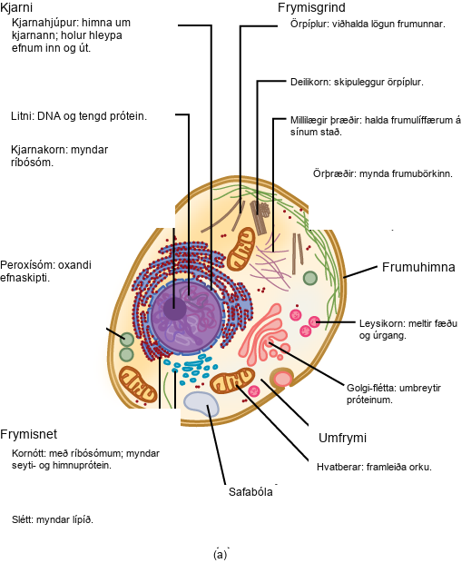 Part a: This illustration shows a typical eukaryotic animal cell, which is egg shaped. The fluid inside the cell is called the cytoplasm, and the cell is surrounded by a cell membrane. The nucleus takes up about one-half the width of the cell. Inside the nucleus is the chromatin, which is composed of DNA and associated proteins. A region of the chromatin is condensed into the nucleolus, a structure where ribosomes are synthesized. The nucleus is encased in a nuclear envelope, which is perforated by protein-lined pores that allow entry of material into the nucleus. The nucleus is surrounded by the rough and smooth endoplasmic reticulum, or ER. The smooth ER is the site of lipid synthesis. The rough ER has embedded ribosomes that give it a bumpy appearance. It synthesizes membrane and secretory proteins. In addition to the ER, many other organelles float inside the cytoplasm. These include the Golgi apparatus, which modifies proteins and lipids synthesized in the ER. The Golgi apparatus is made of layers of flat membranes. Mitochondria, which produce food for the cell, have an outer membrane and a highly folded inner membrane. Other, smaller organelles include peroxisomes that house oxidative metabolism, lysosomes that digest food, and vacuoles. Ribosomes, responsible for protein synthesis, also float freely in the cytoplasm and are depicted as small dots. The last cellular component shown is the cytoskeleton, which has four different types of components: microfilaments, intermediate filaments, microtubules, and centrosomes. Microfilaments are fibrous proteins that line the cell membrane and make up the cellular cortex. Intermediate filaments are fibrous proteins that hold organelles in place. Microtubules form the mitotic spindle and maintain cell shape. Centrosomes are made of two tubular structures at right angles to one another. They form the microtubule-organizing center.