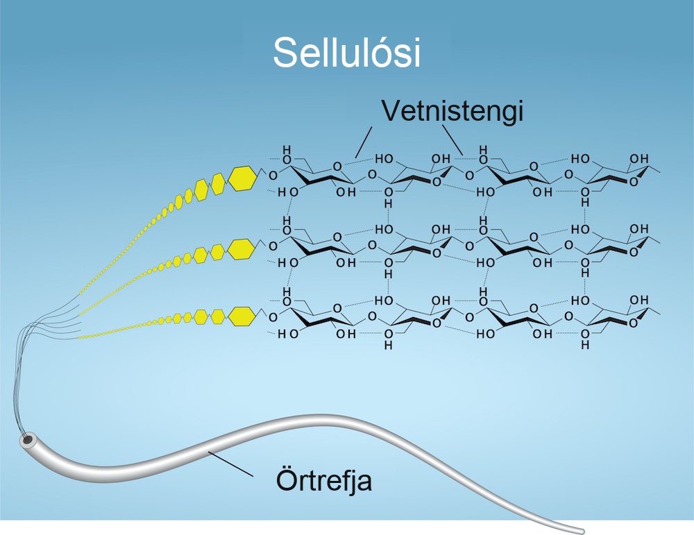 Three different magnifications of cellulose are shown. The microfibril is shown as a string-like tube. Further magnification shows that the microfibril is made up of chains of glucose molecules. Further magnification shows the structure of the glucose and that they are linked by hydrogen bonds.
