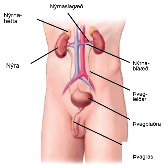 Illustration shows the placement of the kidneys and bladder in a human man. The two kidneys face one another and are located on the posterior side, about halfway up the back. A renal artery and a renal vein extend from the inside middle of each kidney, toward a major blood vessel that runs up the middle of the body. A ureter runs down from each kidney to the bladder, a sac that sits just above the pelvis. The urethra runs down from the bottom of the bladder and through the penis. The adrenal glands are lumpy masses that sit on top of the kidneys.