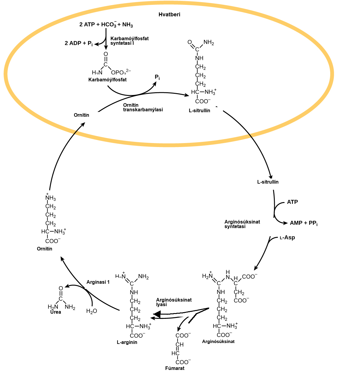 The urea cycle begins in the mitochondrion, where bicarbonate, shown as upper case H upper case C upper case O subscript 3 baseline is combined with ammonia, shown as upper case N upper case H subscript 3 baseline to make carbamoyl phosphate. Two A T P are used in the process. Ornithine transcarbamylase adds the carbamoyl phosphate to a five-carbon amino acid called ornithine to make L citrulline. L citrulline leaves the mitochondrion, and an enzyme called arginosuccinate synthetase adds a four carbon amino acid called L aspartate to it to make arginosuccinate. In the process, one A T P is converted to A M P and upper case P upper case P lower case i. Arginosuccinate lyase removes a four carbon fumarate molecule from the arginosuccinate, forming the six carbon amino acid L arginine. Arginase 1 removes a urea molecule from the L arginine, forming ornithine in the process. Urea has a single carbon double bonded to an oxygen and single bonded to two ammonia groups. Ornithine enters the mitochondrion, completing the cycle.