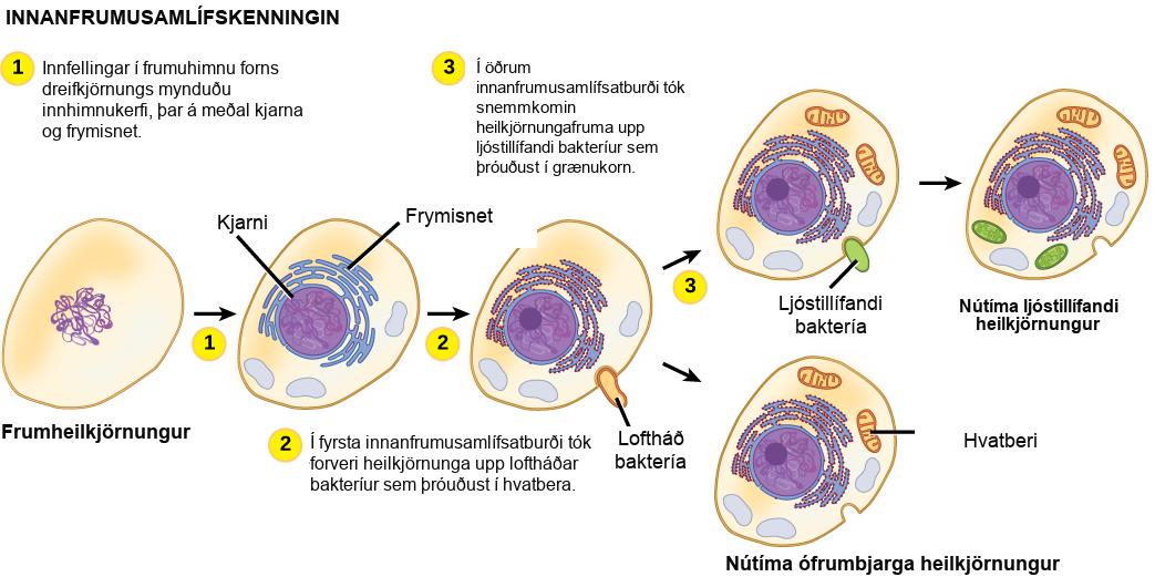The illustration shows steps that, according to the endosymbiotic theory, gave rise to eukaryotic organisms. In step 1, infoldings in the plasma membrane of an ancestral prokaryote gave rise to endomembrane components, including a nucleus and endoplasmic reticulum. In step 2, the first endosymbiotic event occurred: The ancestral eukaryote consumed aerobic bacteria that evolved into mitochondria. The results of step 2 branch in two directions. One direction led to modern heterotrophic eukaryotes with mitochondria but no chloroplasts. The other direction led to step 3, a second endosymbiotic event, where the early eukaryote consumed photosynthetic bacteria that evolved into chloroplasts. Step 3 led to modern photosynthetic eukaryotes with both mitochondria and chloroplasts.