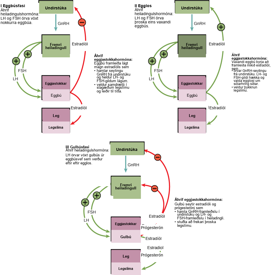 Hormone levels during the follicular phase, ovulation, and the luteal phase are compared. During the follicular phase, L H and F S H secreted from the pituitary stimulate several follicles to grow. The follicles produce low levels of estradiol that inhibit G n R H secretion by the hypothalamus, keeping L H and F S H levels low. Low levels of estradiol also cause the endometrial arteries to constrict, resulting in menstruation. During the time leading up to ovulation, L H and F S H stimulate maturation of one of the follicles. The growing follicle begins to produce high levels of estradiol, which stimulates G n R H secretion by the hypothalamus. As a result, L H and F S H levels rise, resulting in ovulation about a day later. Estradiol also causes the endometrium to thicken. After ovulation, the ovarian cycle enters the luteal phase. L H from the pituitary stimulates growth of the corpus luteum from the ruptured follicle. The corpus luteum secretes estradiol and progesterone that block G n R H production by the hypothalamus and L H and F S H production by the pituitary. Estradiol and progesterone also cause the endometrium to further develop.