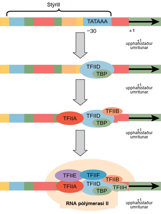 Illustration shows a series of transcription factors binding to the promoter, which is upstream of the gene. After all of the transcription factors are bound, R N A polymerase I I binds as well.