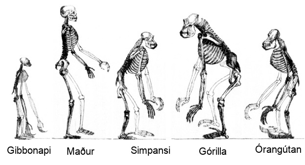 Mynd sýnir beinagrindur ýmissa stórra mannapa, þar á meðal gibbons, simpansa og manns.