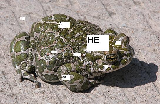 A photo shows a light-colored toad covered in bright green spots.