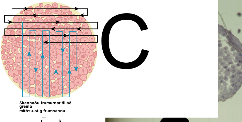 Left: This figure shows an illustration of whitefish blastula cells with a scanning pattern from right to left, and from top to bottom. Right: A micrograph of whitefish blastula cells in various phases of the cell cycle is shown.