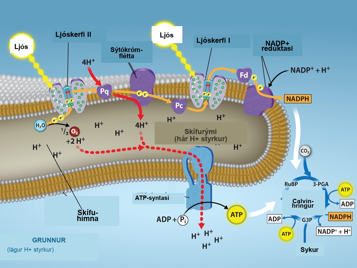 This illustration shows that A T P and N A D P H produced in the light reactions are used in the Calvin cycle to make sugar.