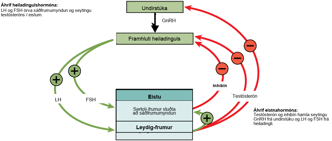 Hormonal control of the male reproductive system is mediated by the hypothalamus, anterior pituitary and testes. The hypothalamus releases GnRH, causing the anterior pituitary to release LH and FSH. FSH and LH both act on the testes. FSH stimulates the Sertoli cells in the testes to facilitate spermatogenesis and to secrete inhibin. LH causes the Leydig cells in the testes to secrete testosterone. Testosterone further stimulates spermatogenesis by the Sertoli cells, but inhibits GnRH, LH, and FSH production by the hypothalamus and anterior pituitary. Inhibin secreted by Sertoli cells also inhibits FSH and LH production by the anterior pituitary.