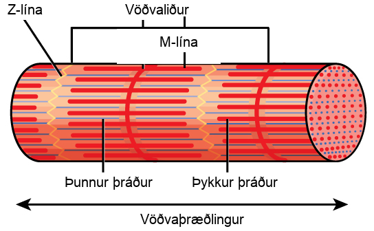 Illustration shows part of a tubular myofibril, which consists of many sarcomeres. Zigzagging lines, called Z lines, run perpendicular to the fiber. Each sarcomere starts at one Z line and ends at the next. A straight perpendicular line, called an M line, exists halfway between each Z line. Thick filaments extend out from the M lines, parallel to the length of the myofibril. Thin filaments extend from the Z lines, and extend into the space between the thick filaments.