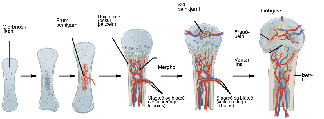 Illustration shows bone growth, which begins with a hyaline cartilage model that has the appearance of a small bone. A primary ossification center forms in the center of the narrow part of the bone, and a bone collar forms around the outside. The periosteum forms around the outside of the bone. Next, blood vessels begin to form in the bone and secondary ossification centers form in the epiphyses. The primary ossification center hollows out to form the medullary cavity, and an epiphyseal plate grows, separating the epiphyses from the diaphysis.