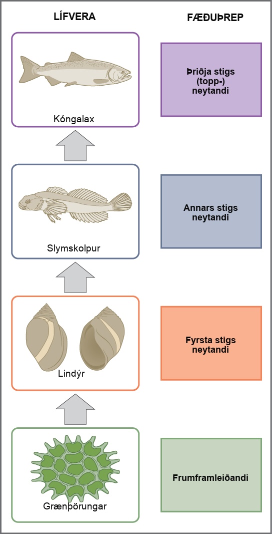 In this illustration the bottom trophic level is the primary producer, which is green algae. The primary consumers are mollusks, or snails. The secondary consumers are small fish called slimy sculpin. The tertiary and apex consumer is Chinook salmon.