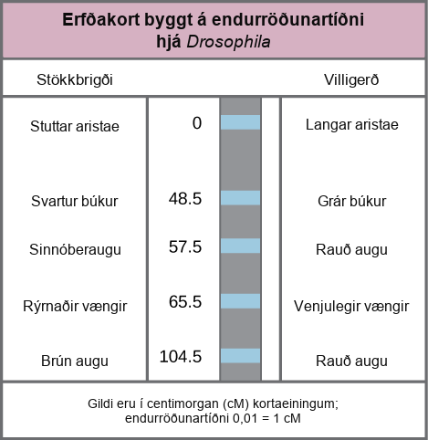 The illustration shows a Drosophila genetic map. The gene for aristae length occurs at 0 centimorgans, or lower case c upper case M. The gene for body color occurs at 48.5 lower c upper M. The gene for red versus cinnabar eye color occurs at 57.5 lower c upper M. The gene for wing length occurs at 65.5 lower c upper M, and the gene for red versus brown eye color occurs at 104.5 lower c upper M. One lower c upper M is equivalent to a recombination frequency of 0.01.