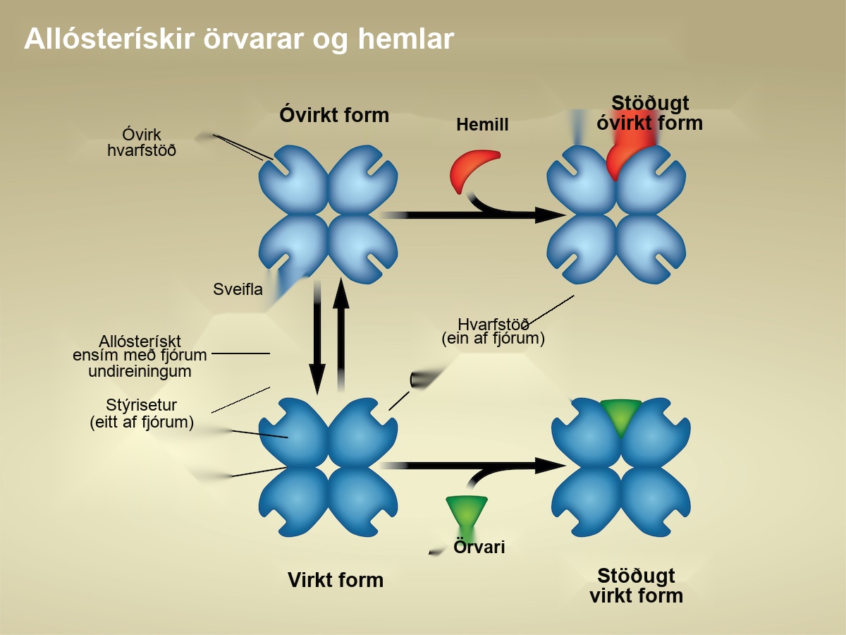 The left part of this diagram shows allosteric inhibition. The allosteric inhibitor binds to the enzyme at a site other than the active site. The shape of the active site is altered so that the enzyme can no longer bind to its substrate. The right part of this diagram shows allosteric activation. The allosteric activator binds to the enzyme at a site other than the active site. The shape of the active site is changed, allowing substrate to bind at a higher affinity.