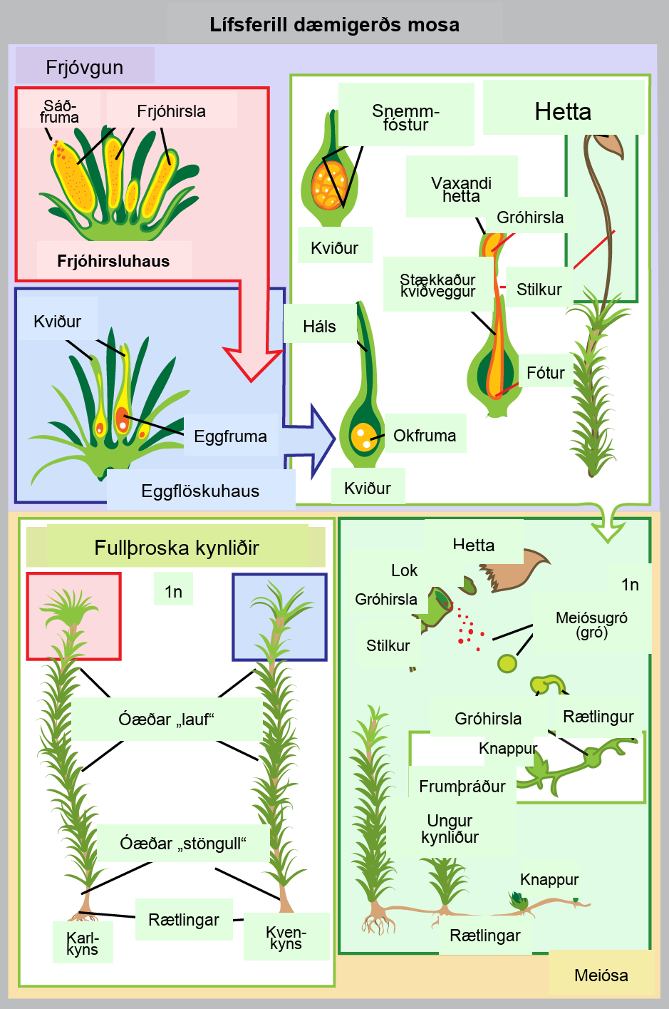 In mosses, the mature haploid (1n) gametophyte is a slender, nonvascular stem with fuzzy, non-vascular leaves. Root-like rhizoids grow from the bottom. Male antheridia and female archegonia grow at the tip of the stem. Sperm fertilize the eggs, producing a diploid (2n) zygote inside a vase-like structure called a venter inside the archegonial head. The embryo grows into a sporophyte that projects like a flower from the vase. The sporophyte undergoes meiosis to produce haploid (1n) spores that grow to produce mature gametophytes, completing the cycle.