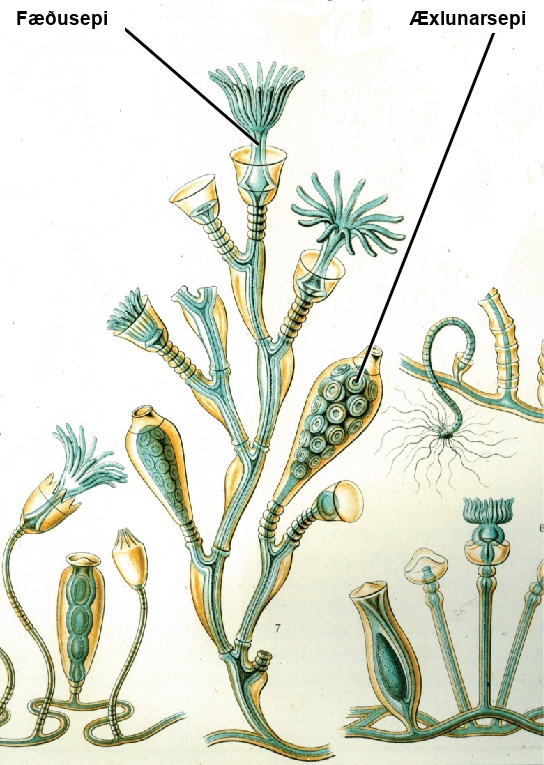 Illustration a shows Obelia geniculata, which has a body composed of branching polyps of two different types; a gastrozooid, which has strand like extensions that form in the shape of a cup; and gonozooid, which is shown as many oval shaped sphere filled with small circular elements.