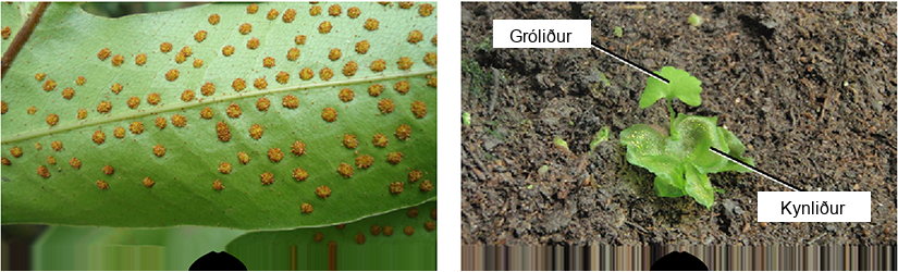 Photo A shows small bumps called sori on the underside of a fern frond. Photo B shows a young sporophyte with a fan-shaped leaf growing from a lettuce-like gametophyte.