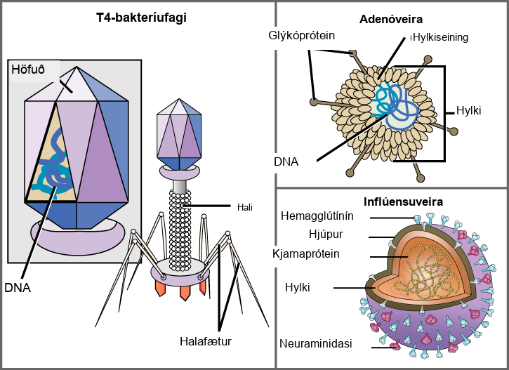 Illustration a shows bacteriophage T 4, which houses its D N A genome in a hexagonal head. A long, straight tail extends from the bottom of the head. Tail fibers attached to the base of the tail are bent, like spider legs. In b, adenovirus houses its D N A genome in a round capsid made from many small capsomere subunits. Glycoproteins extend from the capsomere, like pins from a pincushion. In c, the influenza virus houses its R N A genome and a bullet-shaped capsid. A spherical viral envelope, lined with matrix proteins, surrounds the capsid. Two different varieties of glycoprotein spike are embedded in the envelope. Approximately 80 percent of the spikes are hemagglutinin. The remaining 20 percent or so of the glycoprotein spikes consist of neuraminidase.